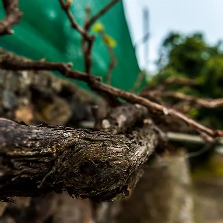 فيلة Castanos - Panoramic View