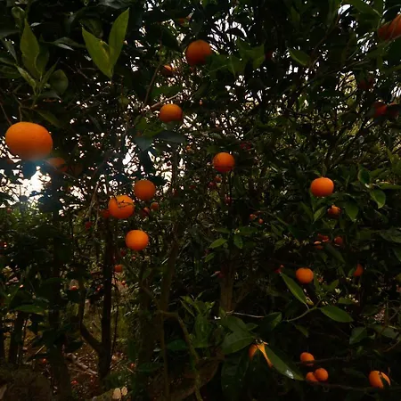 Castanos - Panoramic View فيلة *