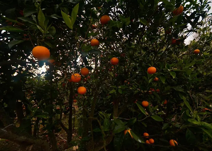 Castanos - Panoramic View Villa *